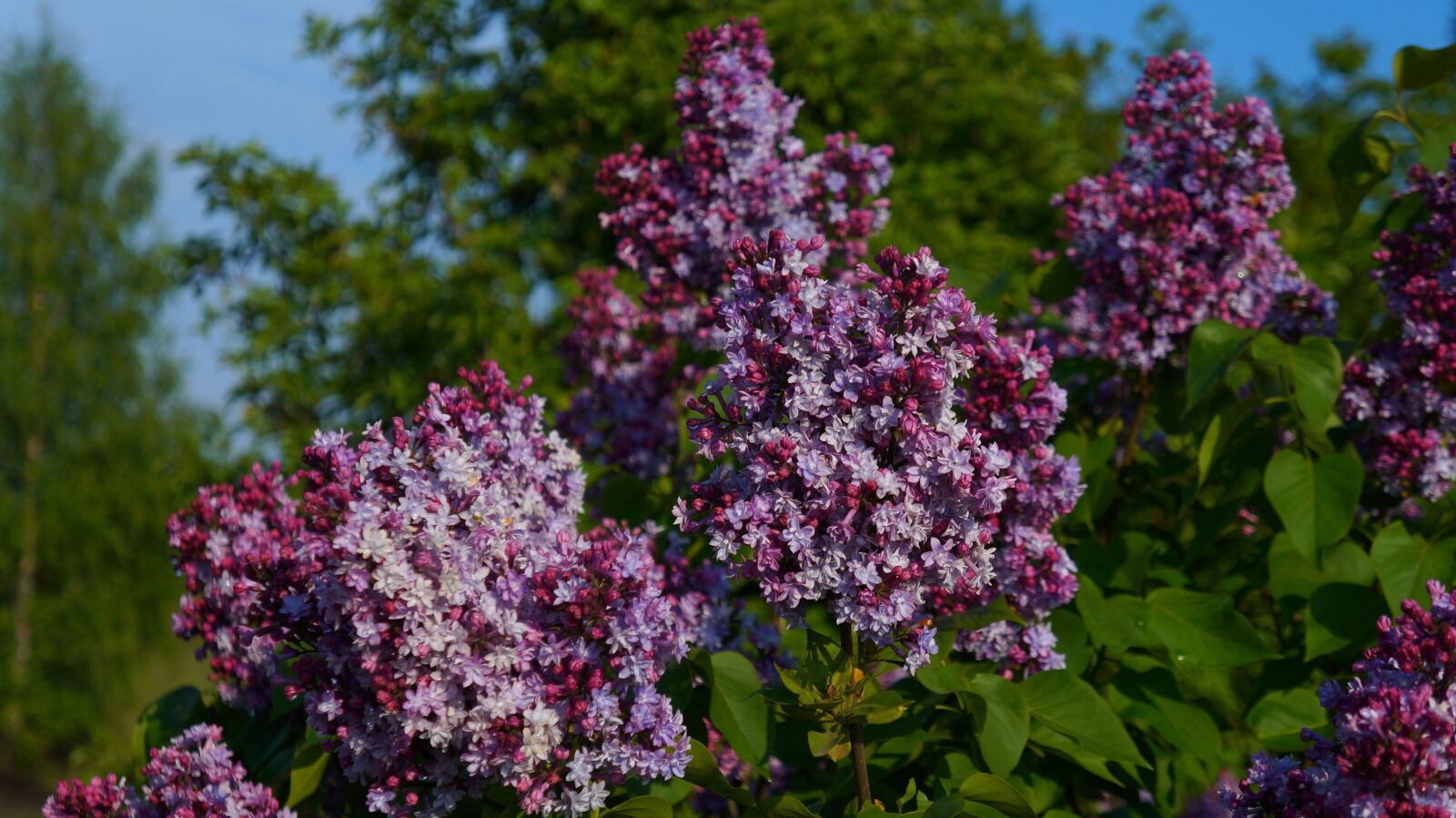 Sony Alpha a3000 sample photo. Nature, plants, blooming photography
