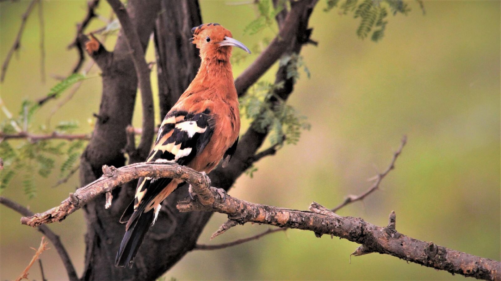 Canon EOS 60D sample photo. Orange, bird, african hoopoe photography