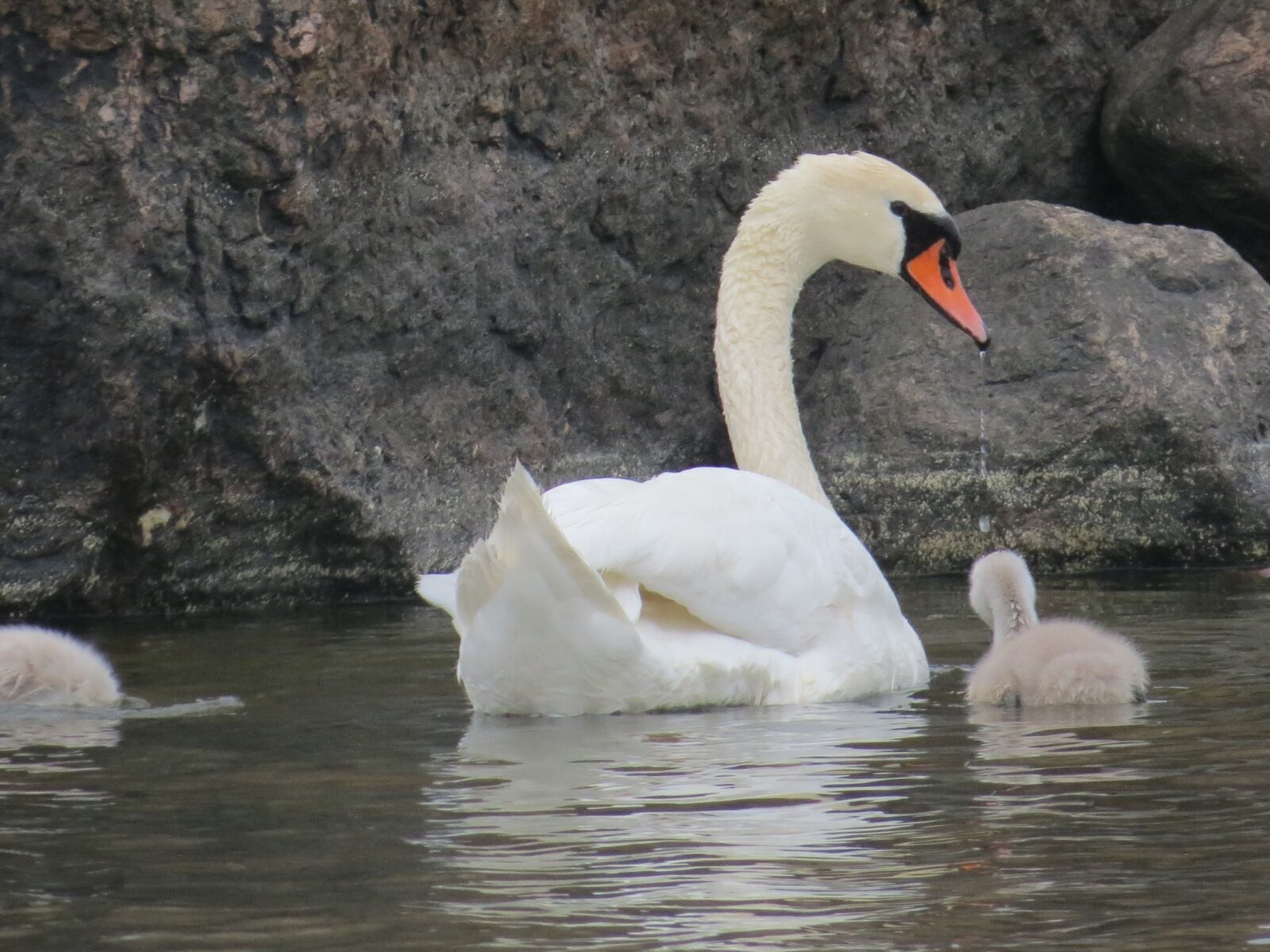 Canon PowerShot SX40 HS sample photo. Swan, cub, parent photography