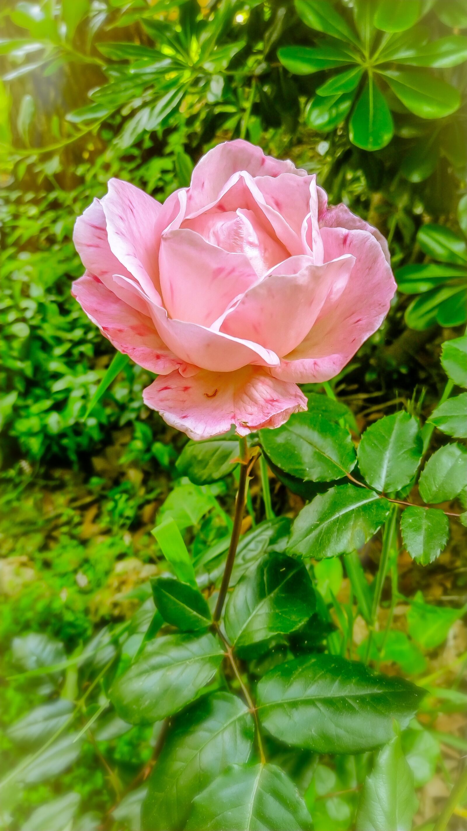 Xiaomi Mi A3 sample photo. Rosa, garden, pink photography