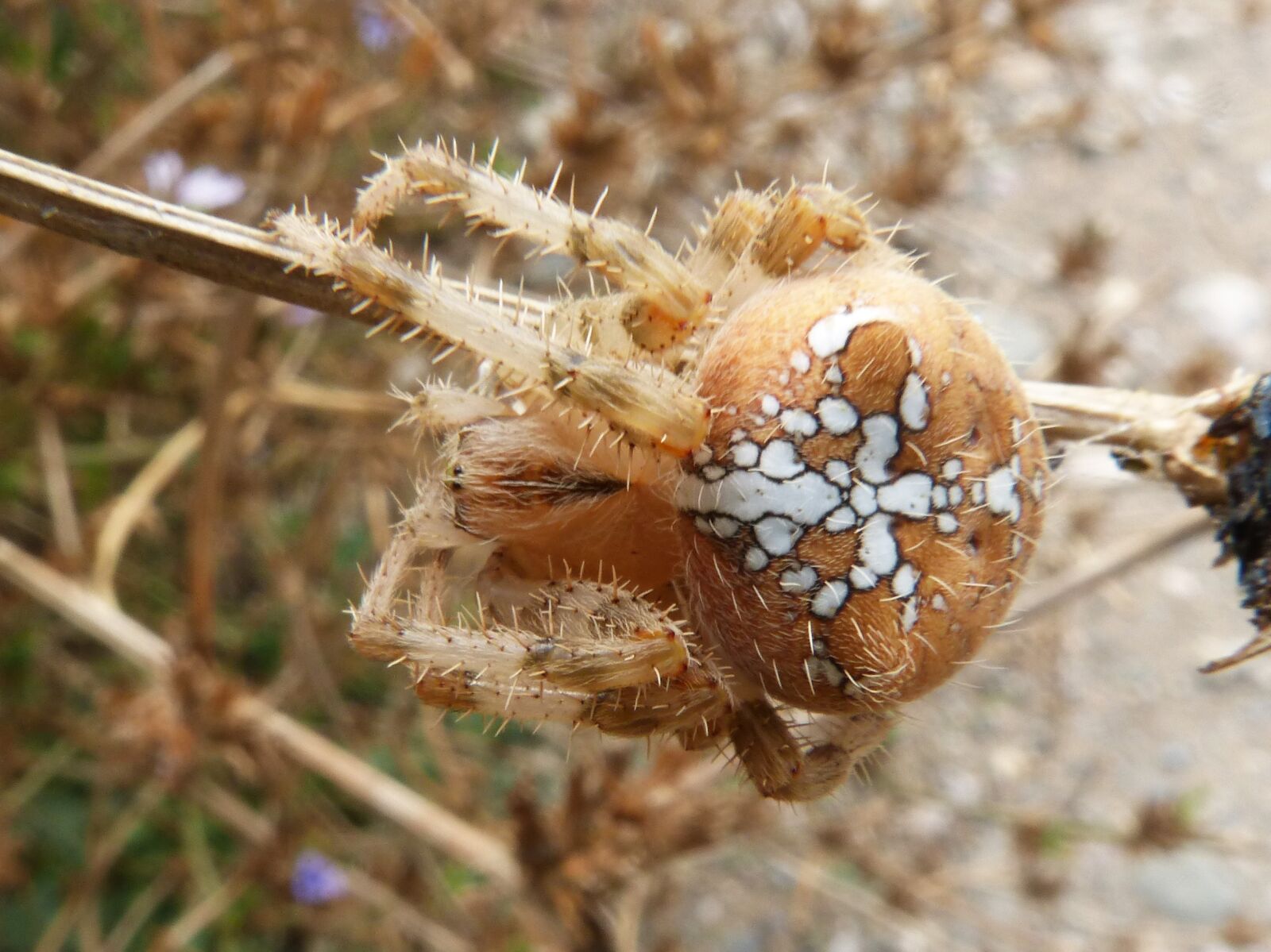 Panasonic DMC-FZ62 sample photo. Spider, web, araneus diadematus photography