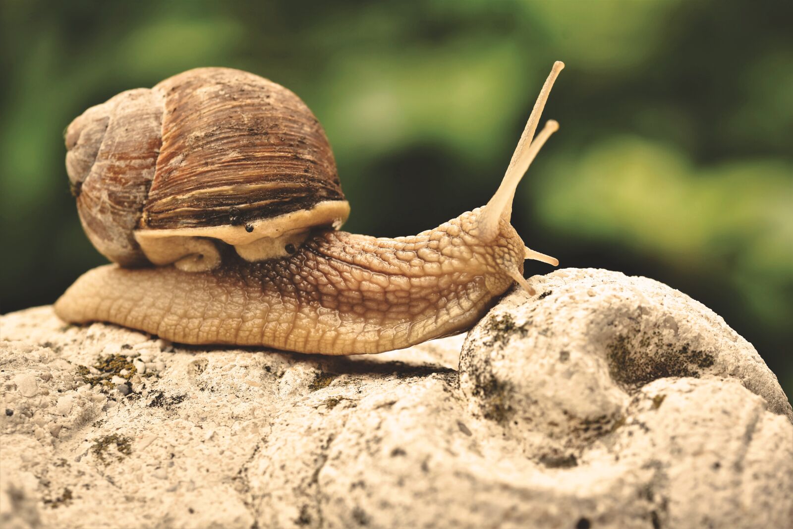 Nikon D7200 sample photo. Snail, shell, mollusk photography