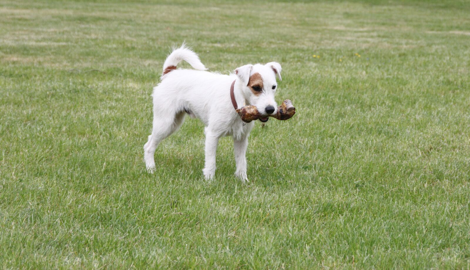 Canon EOS 500D (EOS Rebel T1i / EOS Kiss X3) sample photo. Parson russell terrier, dog photography