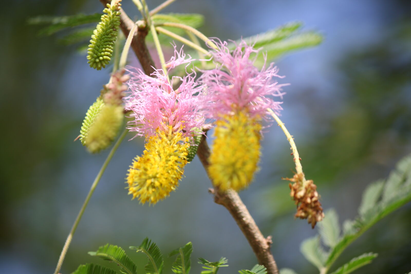 Canon EOS 500D (EOS Rebel T1i / EOS Kiss X3) sample photo. Africa, branch, flower, pink photography