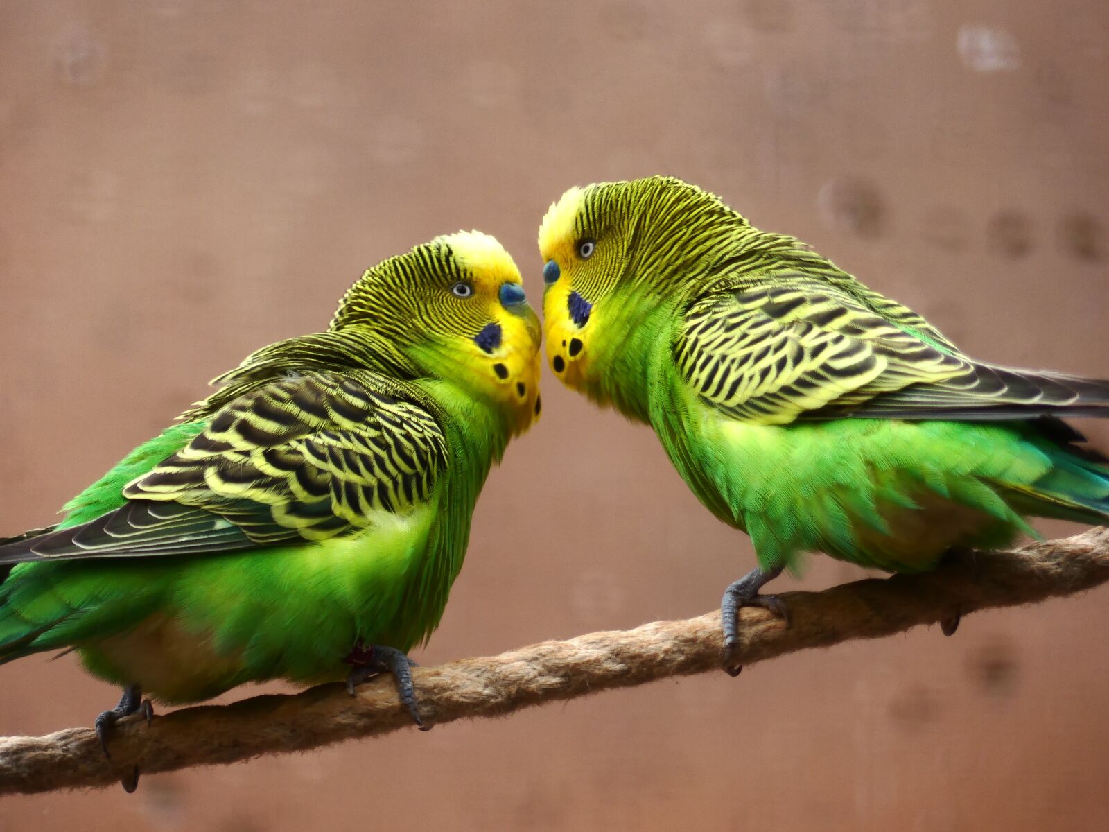 Panasonic Lumix DMC-FZ300 sample photo. Budgie, parakeet, green photography