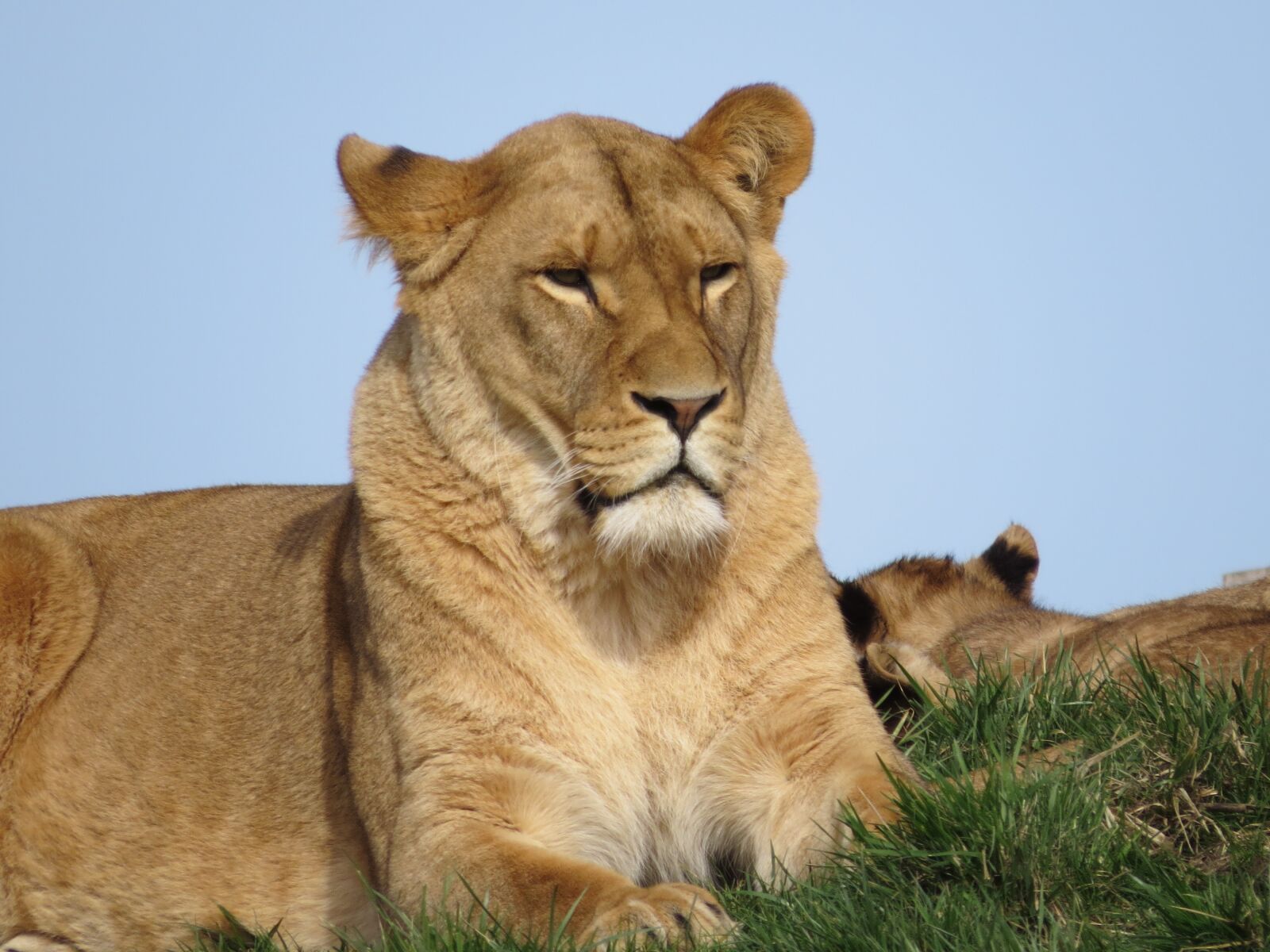 Canon PowerShot SX50 HS sample photo. Lion, animals, predator photography