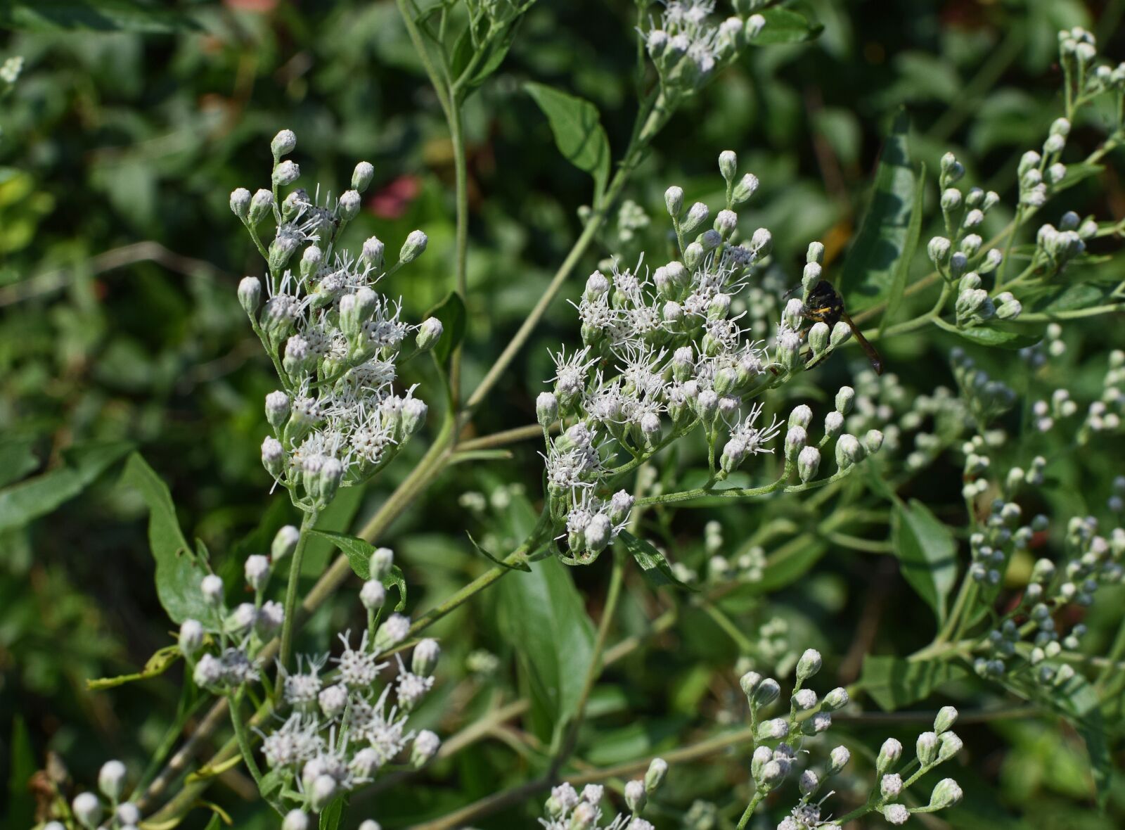 Nikon D3300 sample photo. Snakeweed, flower, blossom photography