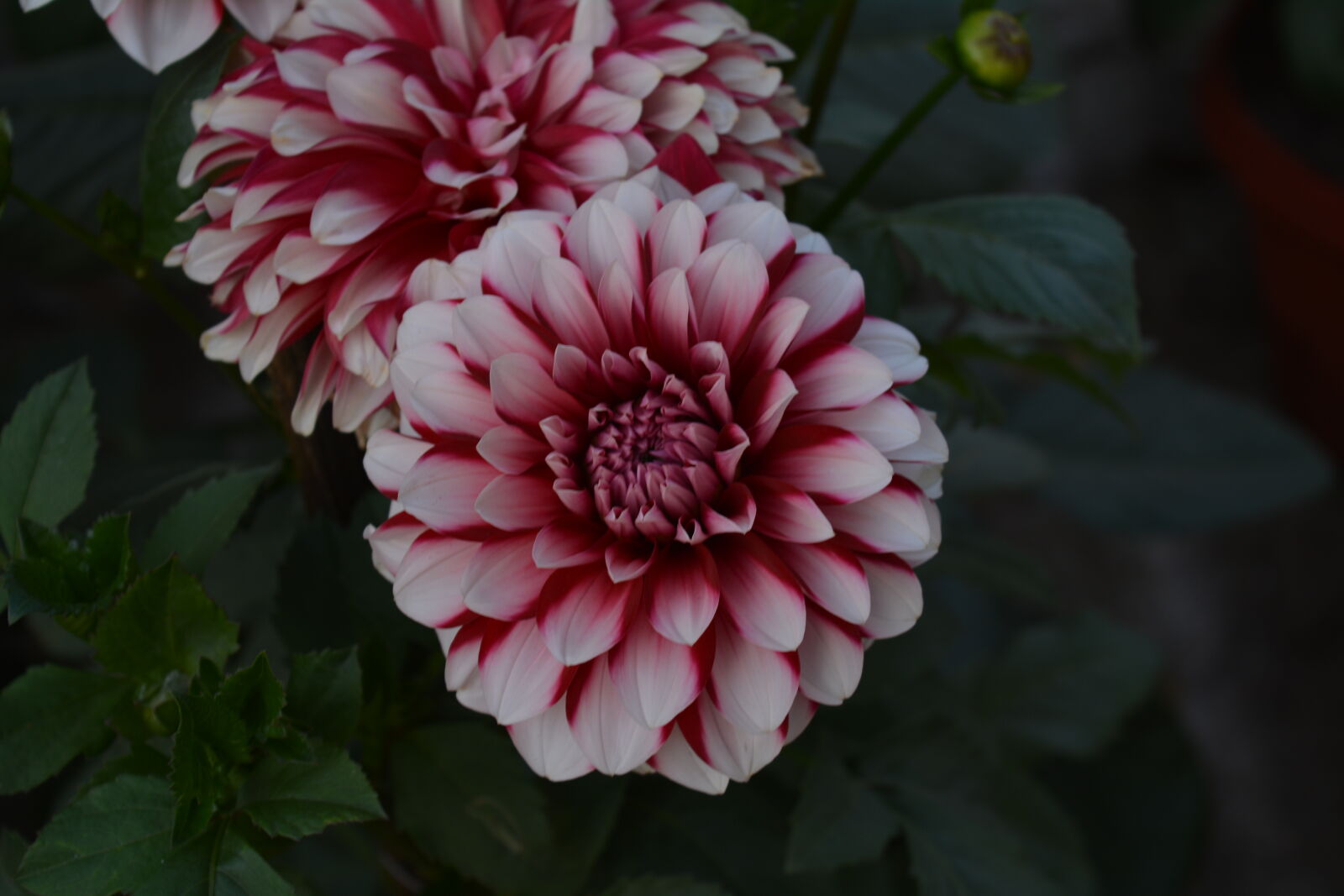 Nikon D5200 sample photo. Beautiful, flowers, flowers, nature photography