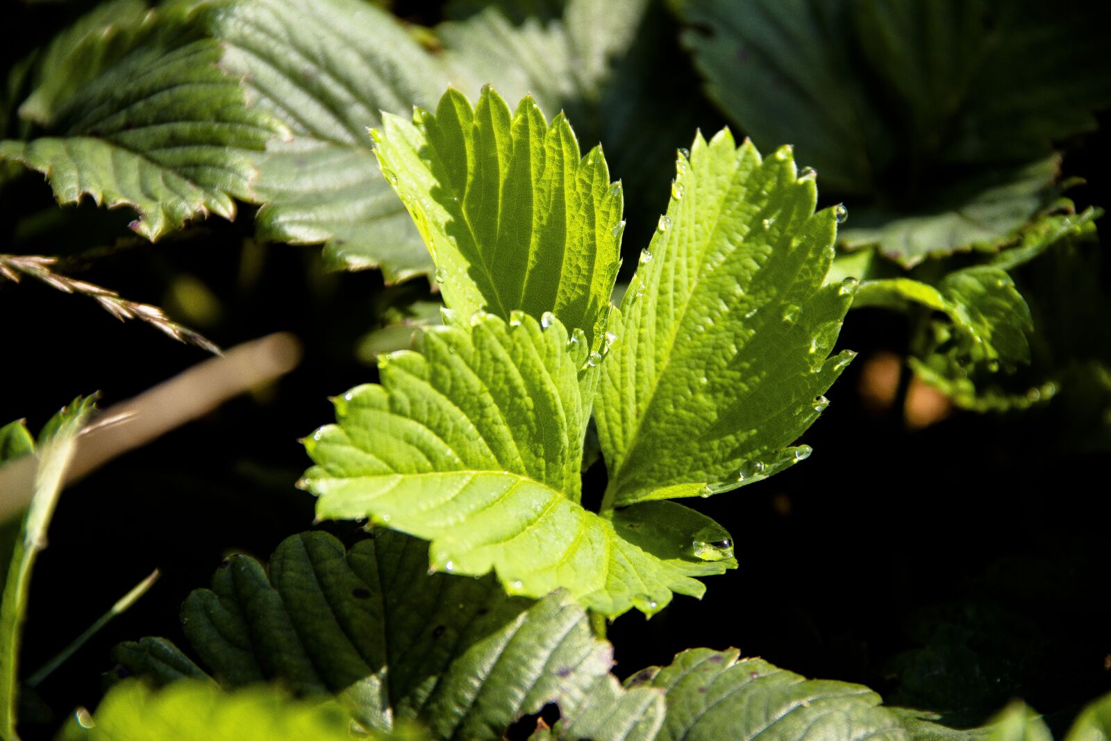 Canon EOS 650D (EOS Rebel T4i / EOS Kiss X6i) sample photo. Strawberry, greens, nature photography