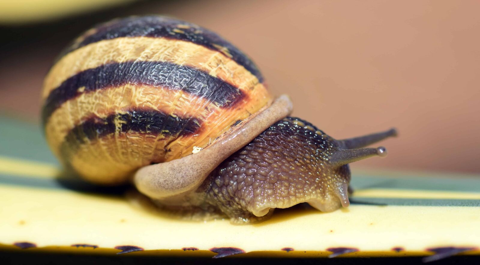 Nikon D3300 sample photo. Garden, food, snail, gastropod photography