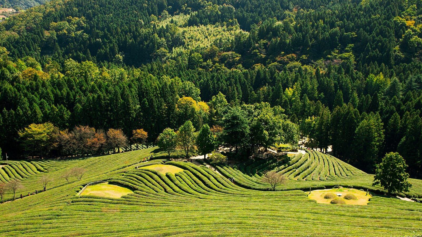 Canon EOS 70D sample photo. Greenery, landscape, tea photography