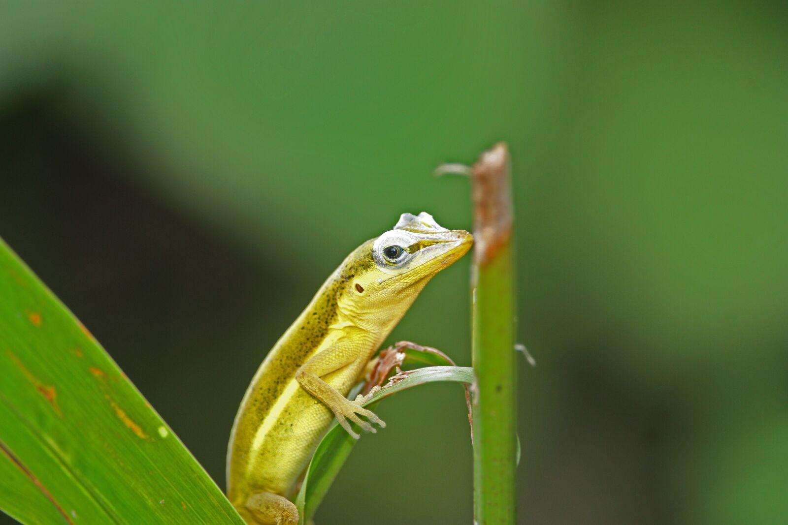 Canon EOS 450D (EOS Rebel XSi / EOS Kiss X2) sample photo. Lizard, nature, tropics photography