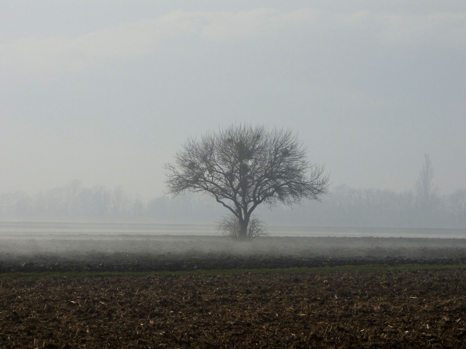 Panasonic DMC-FZ72 sample photo. Tree, fog, nature photography