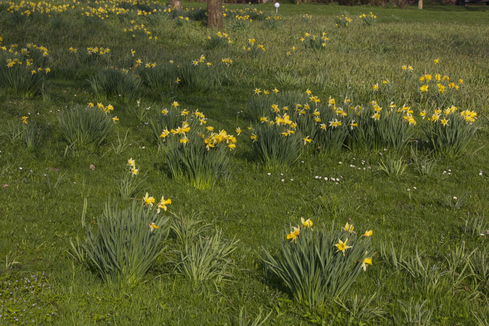 Canon EOS 60D sample photo. Flower, grass, nature photography