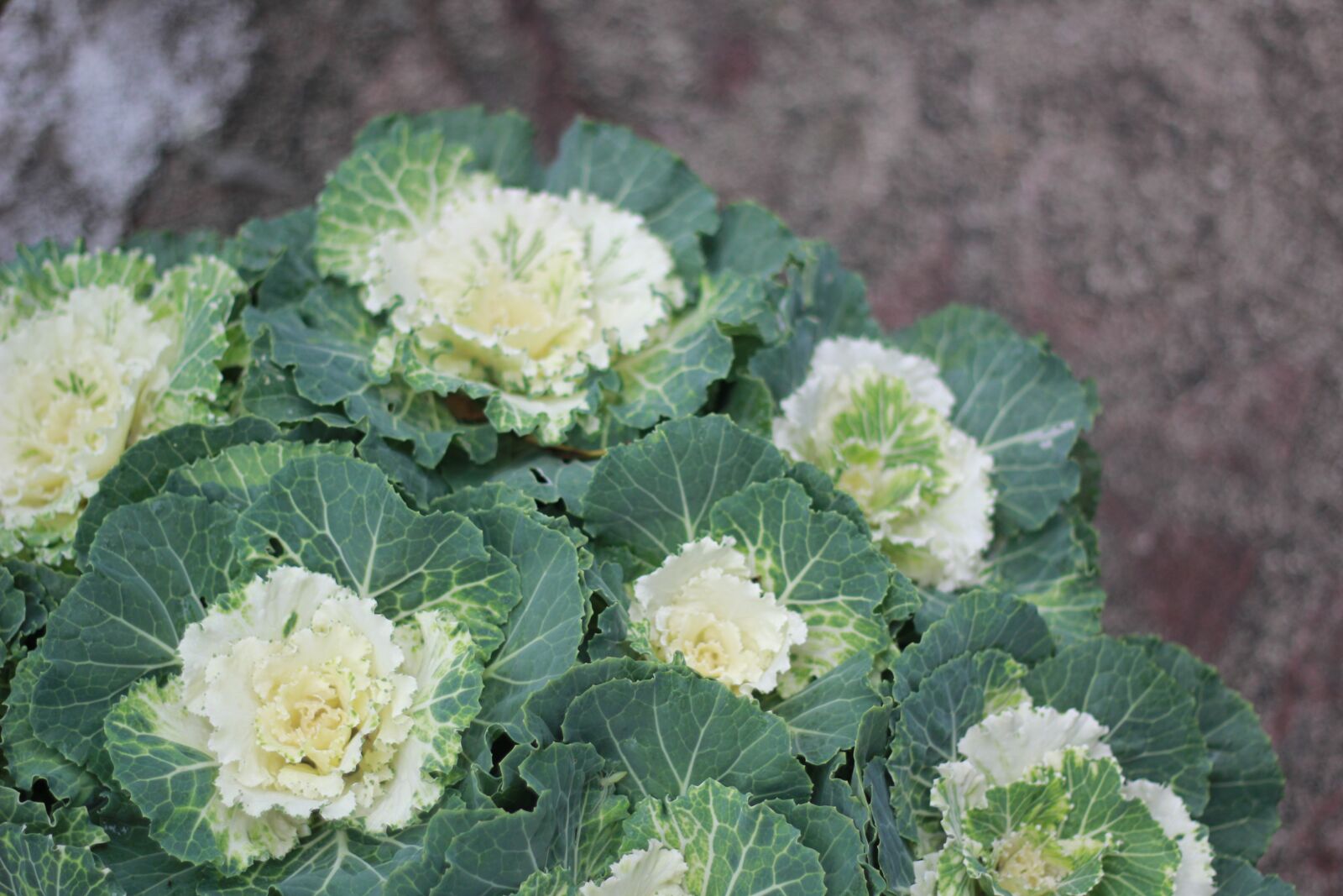 Canon EOS 60D + Canon EF 50mm F1.8 II sample photo. Vegetables, flower, leaves photography