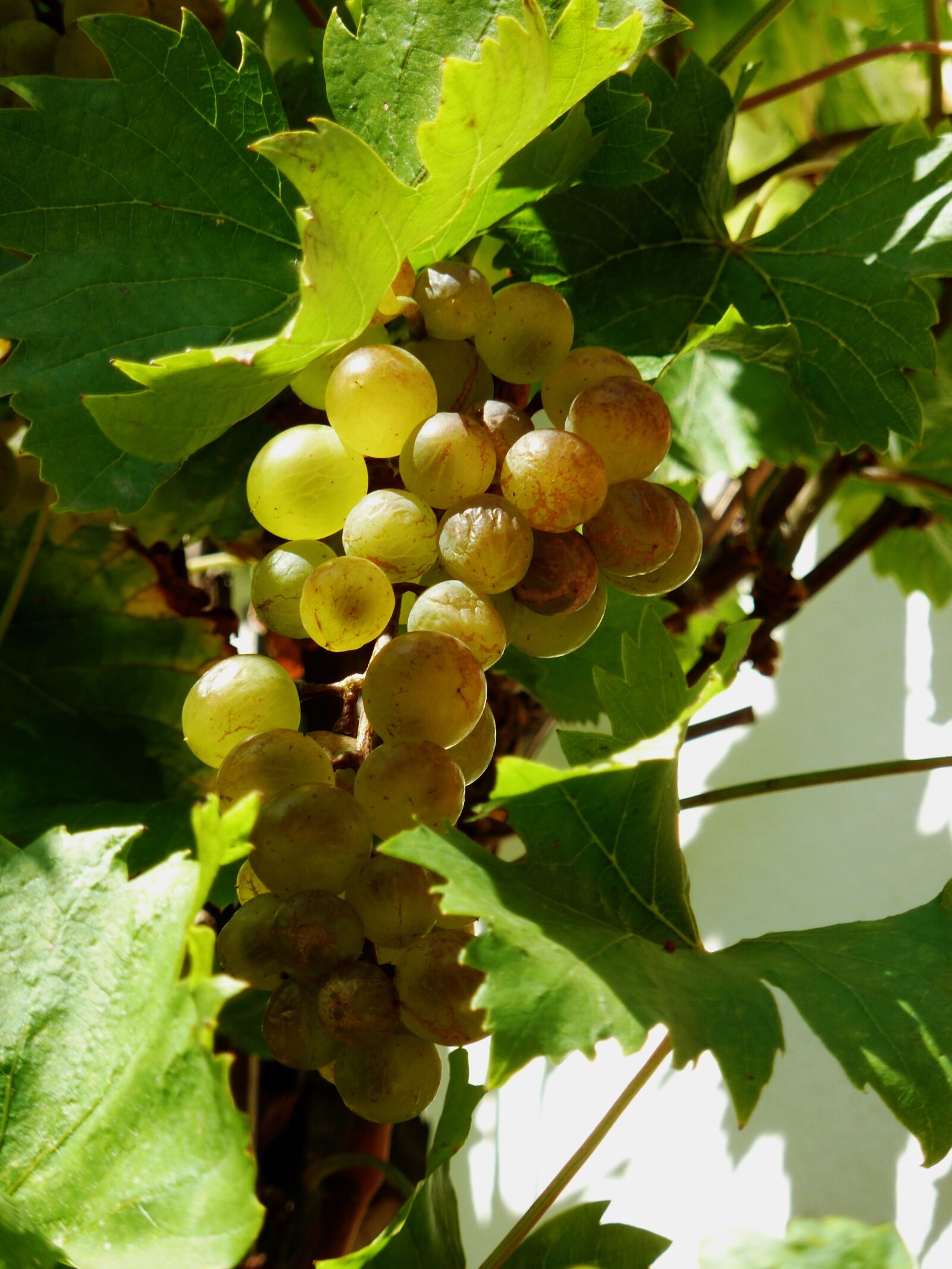 Panasonic DMC-TZ7 sample photo. Grapes, autumn, vine photography