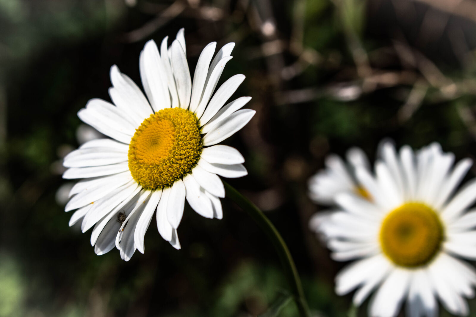Canon EOS 700D (EOS Rebel T5i / EOS Kiss X7i) sample photo