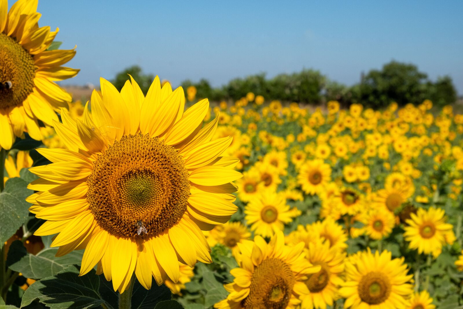 Fujifilm X-T20 sample photo. Sunflowers, flower, sunflower photography