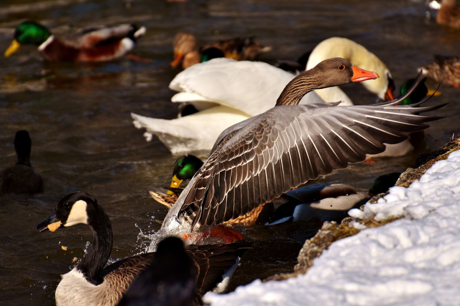 Nikon D7200 sample photo. Goose, flying, flight photography