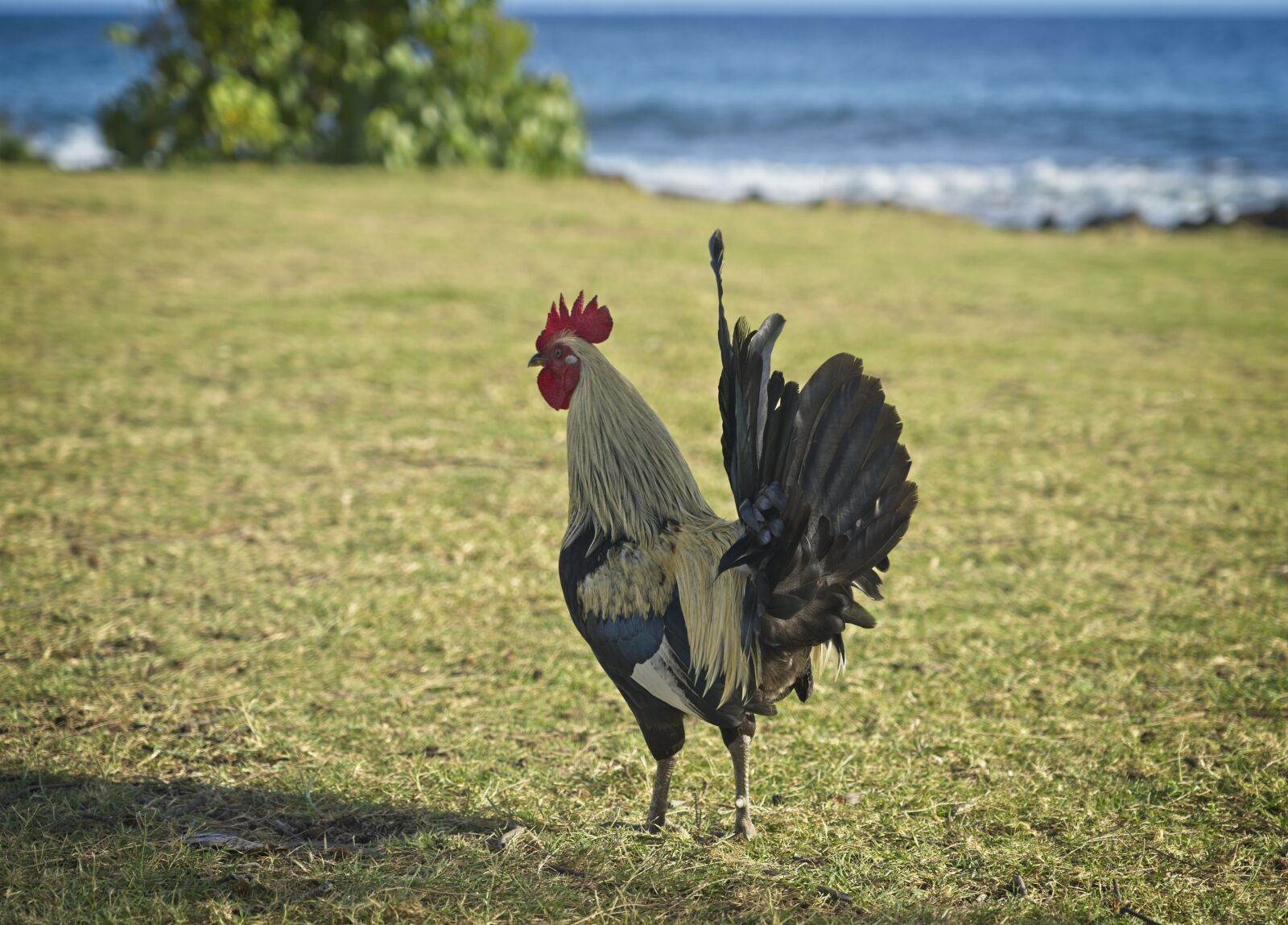Sony FE 24-105mm F4 G OSS sample photo. Rooster, chicken, bird photography