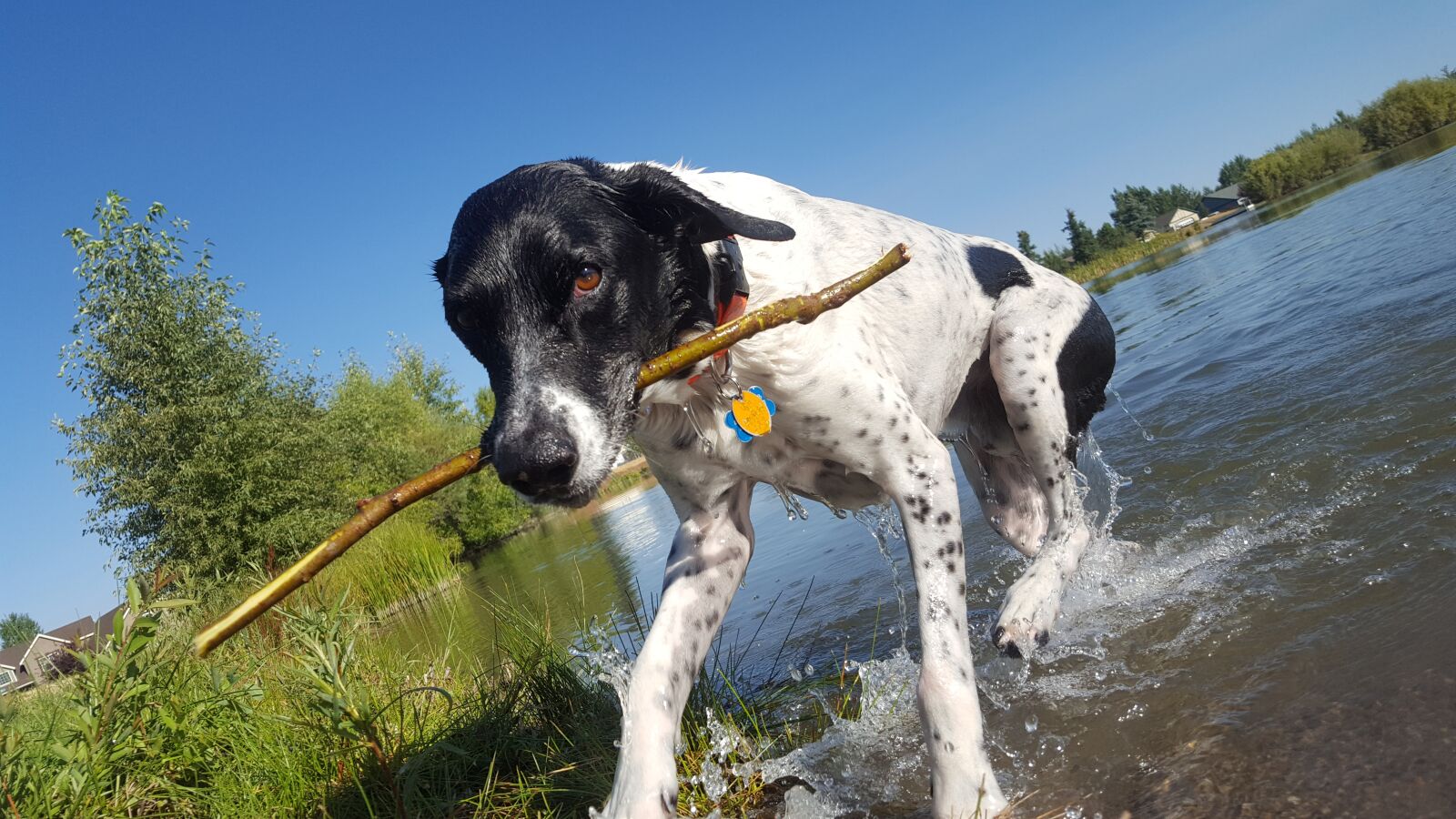 Samsung Galaxy S6 sample photo. Dog, fetch, pond photography
