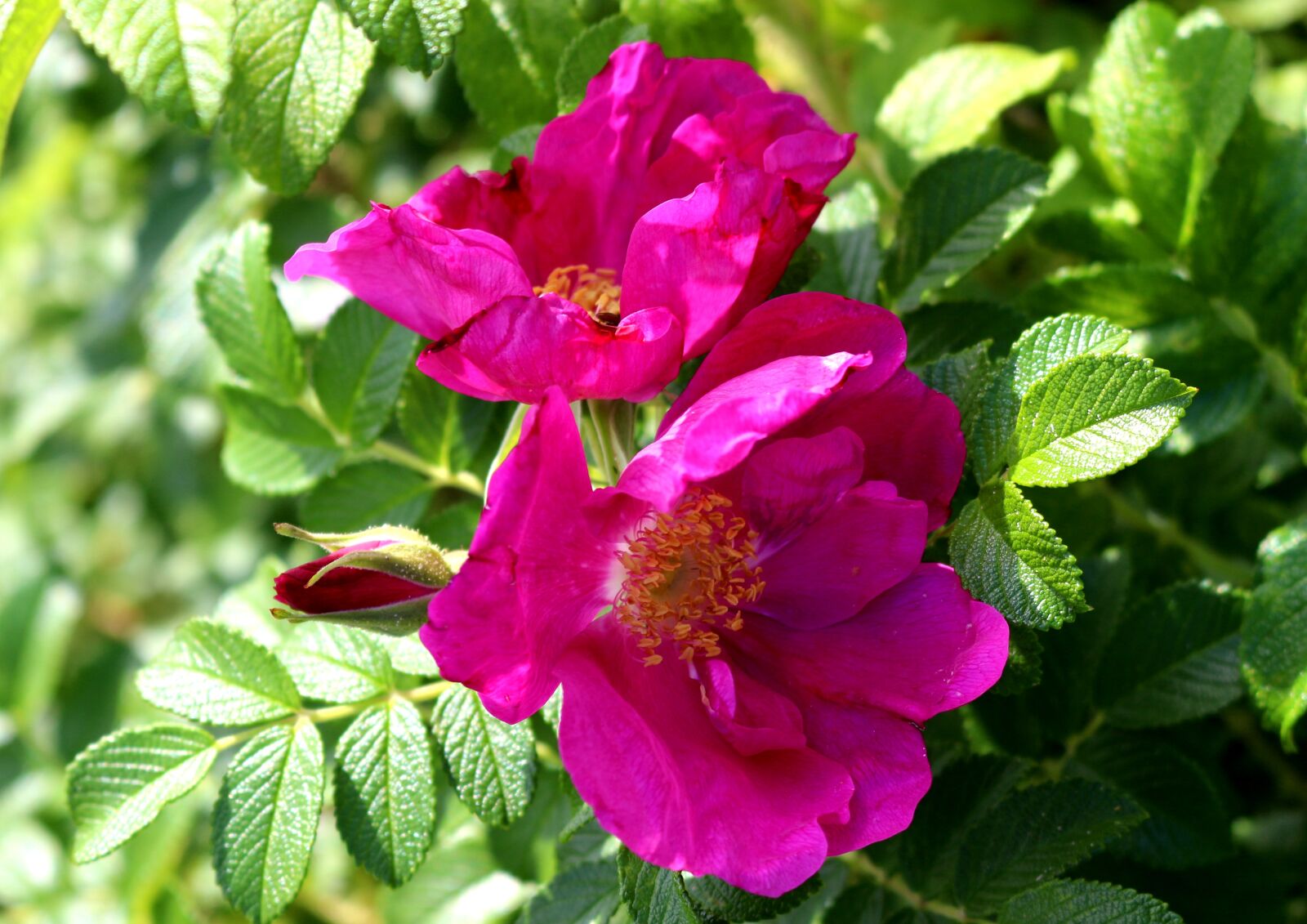 Canon EOS 700D (EOS Rebel T5i / EOS Kiss X7i) sample photo. Wild rose, blossom, bloom photography