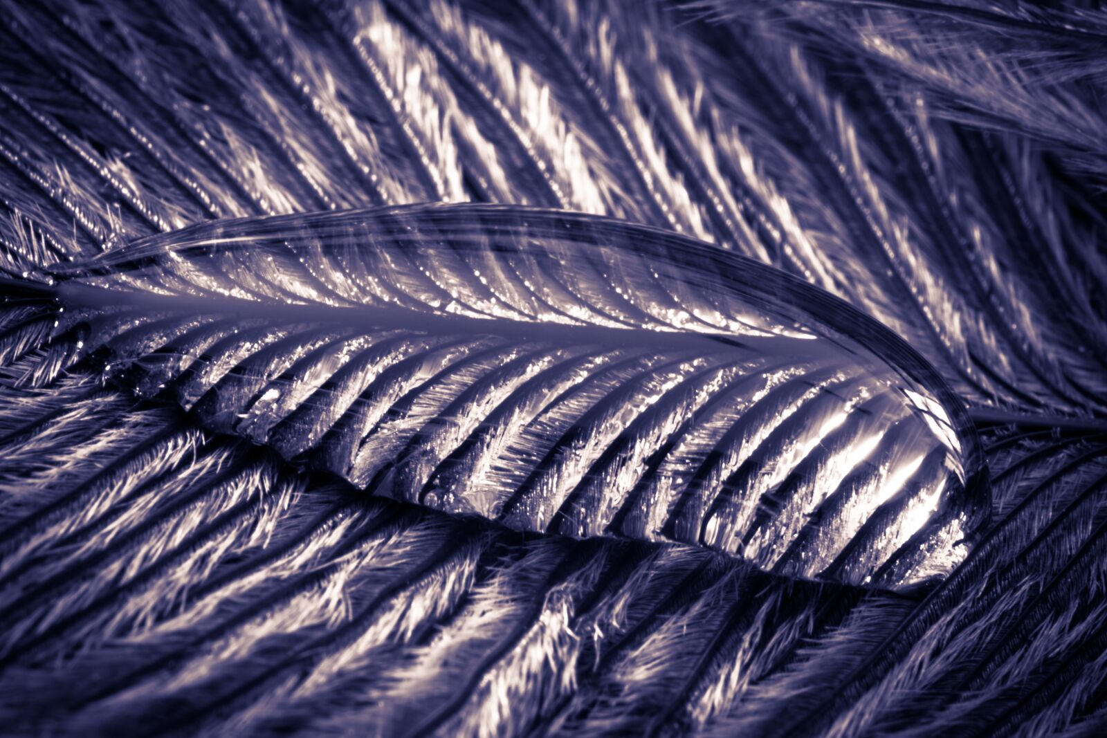 Canon EOS 70D sample photo. Ostrich feather, drip, feather photography