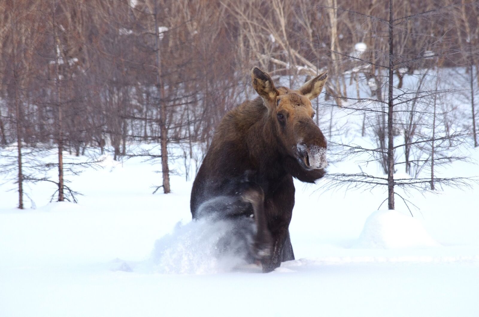 Pentax K-5 sample photo. Elk, wild animal, beast photography