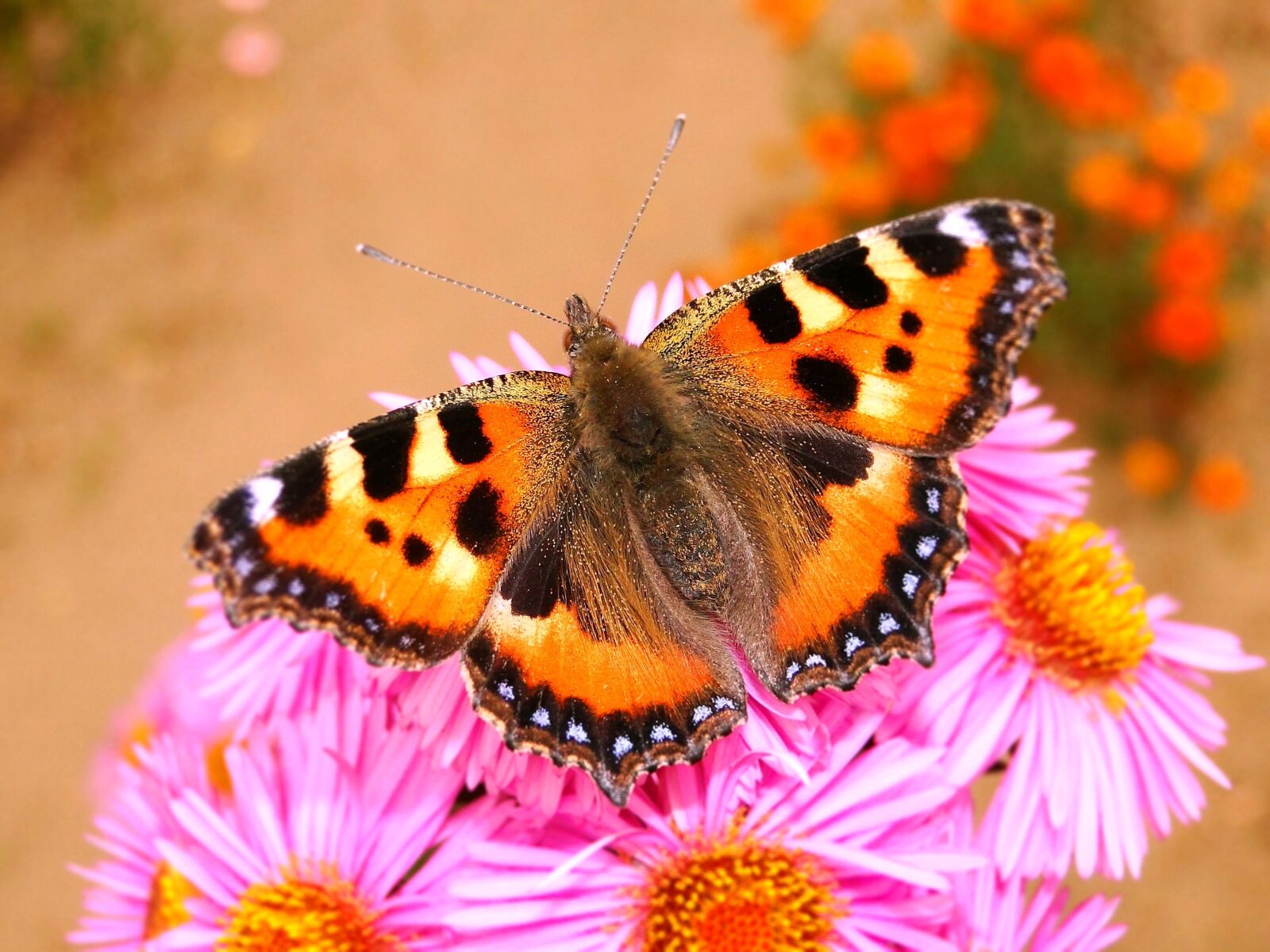 Sony Cyber-shot DSC-HX1 sample photo. Nature, flower, beautiful photography
