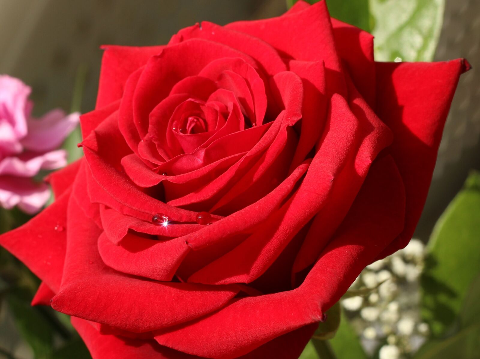 Canon EOS 600D (Rebel EOS T3i / EOS Kiss X5) + Canon EF 50mm F1.8 II sample photo. Rose, red, water photography