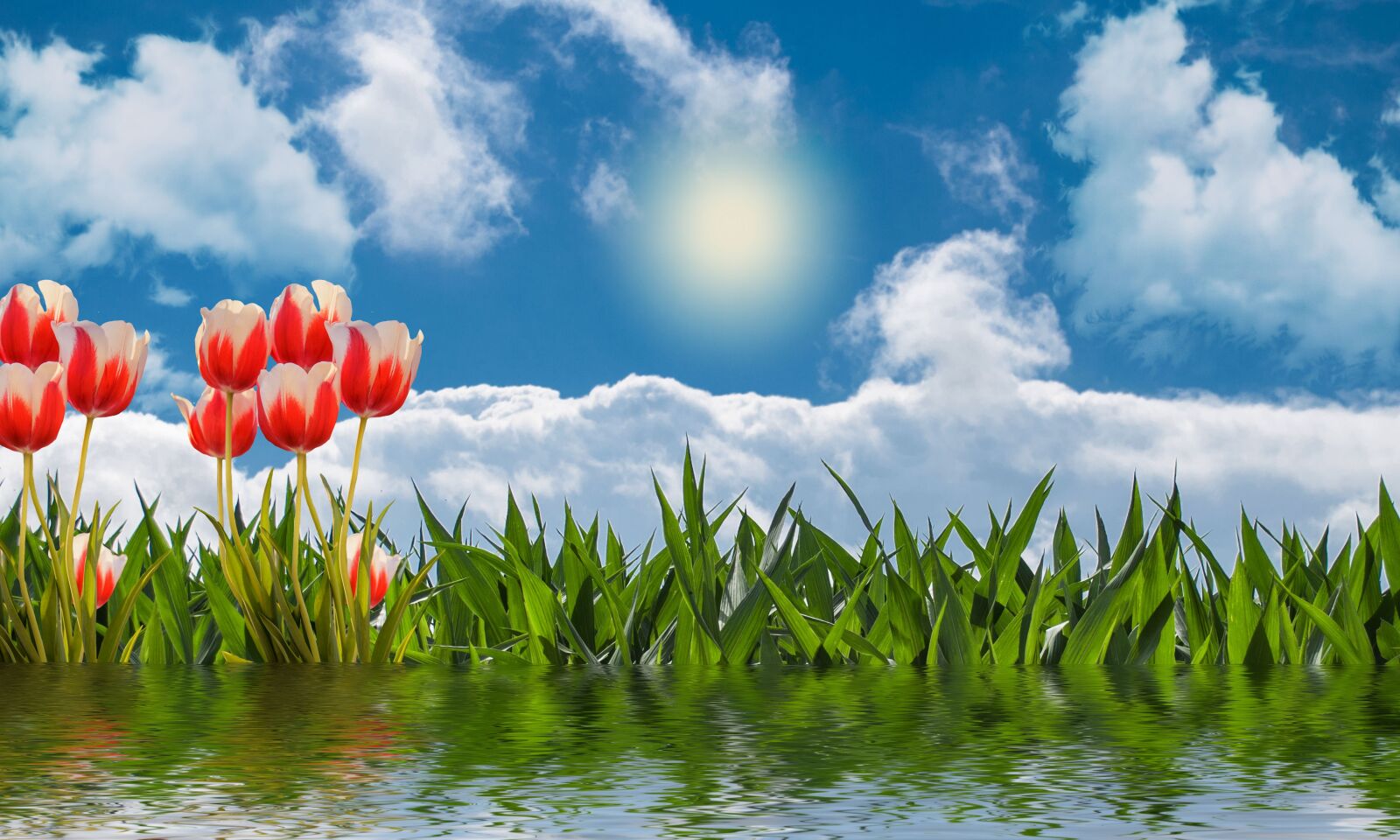 Nikon D5000 sample photo. Nature, tulips, flowers photography