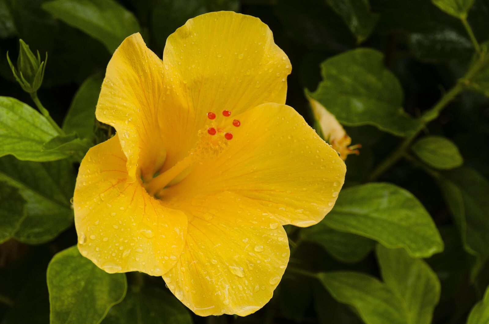 Nikon D7000 sample photo. Flower, yellow, flowers photography