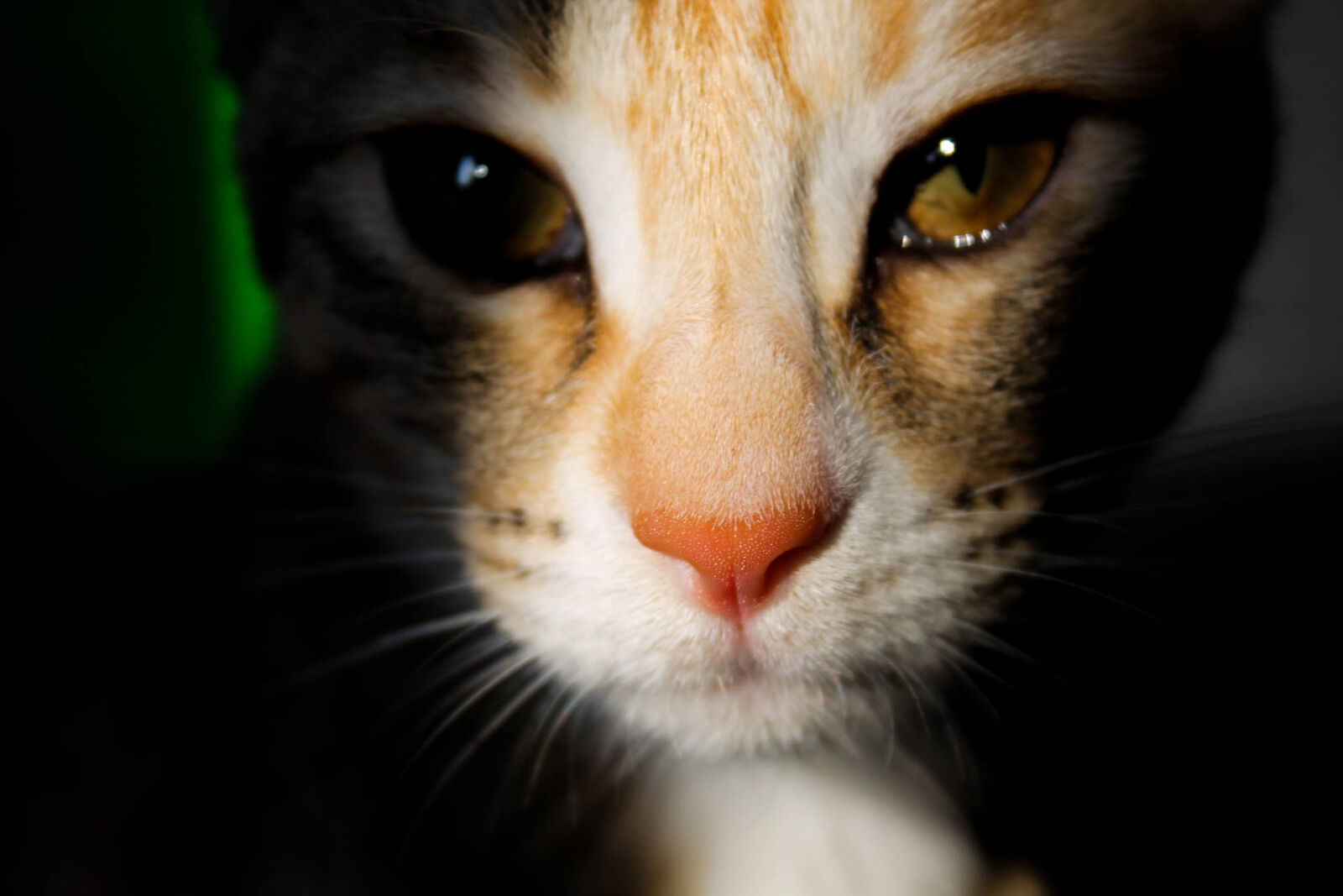 Canon EOS 1100D (EOS Rebel T3 / EOS Kiss X50) sample photo. Cat, catface, catography, dark photography