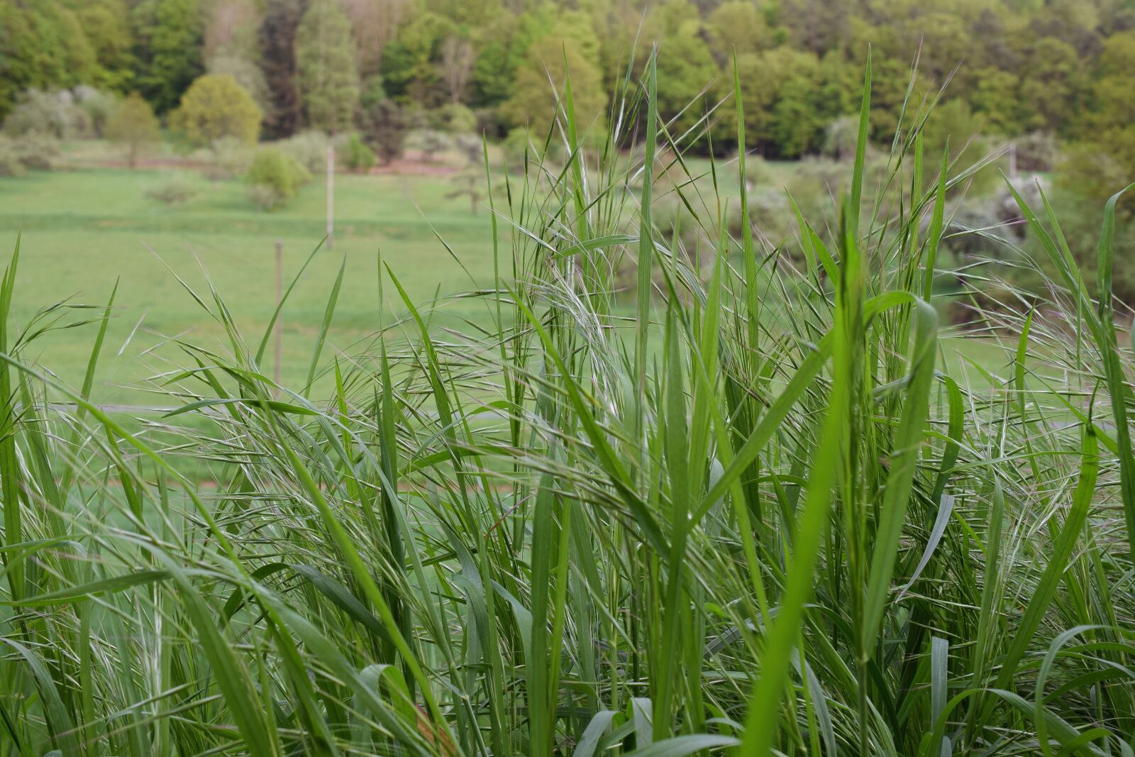 Nikon D5300 sample photo. Grass, meadow, green photography