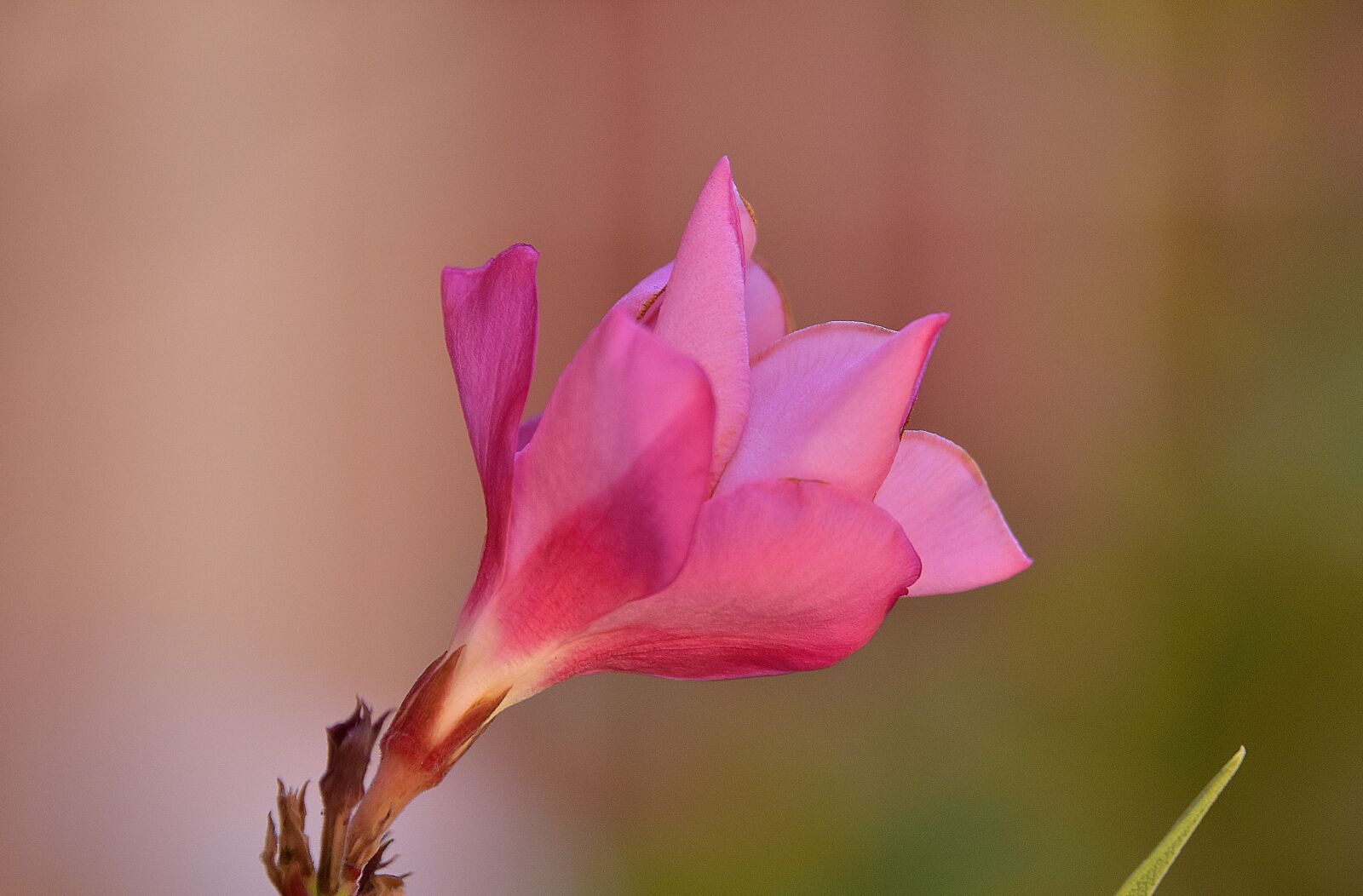 Nikon D7200 sample photo. Flower, garden, plant photography