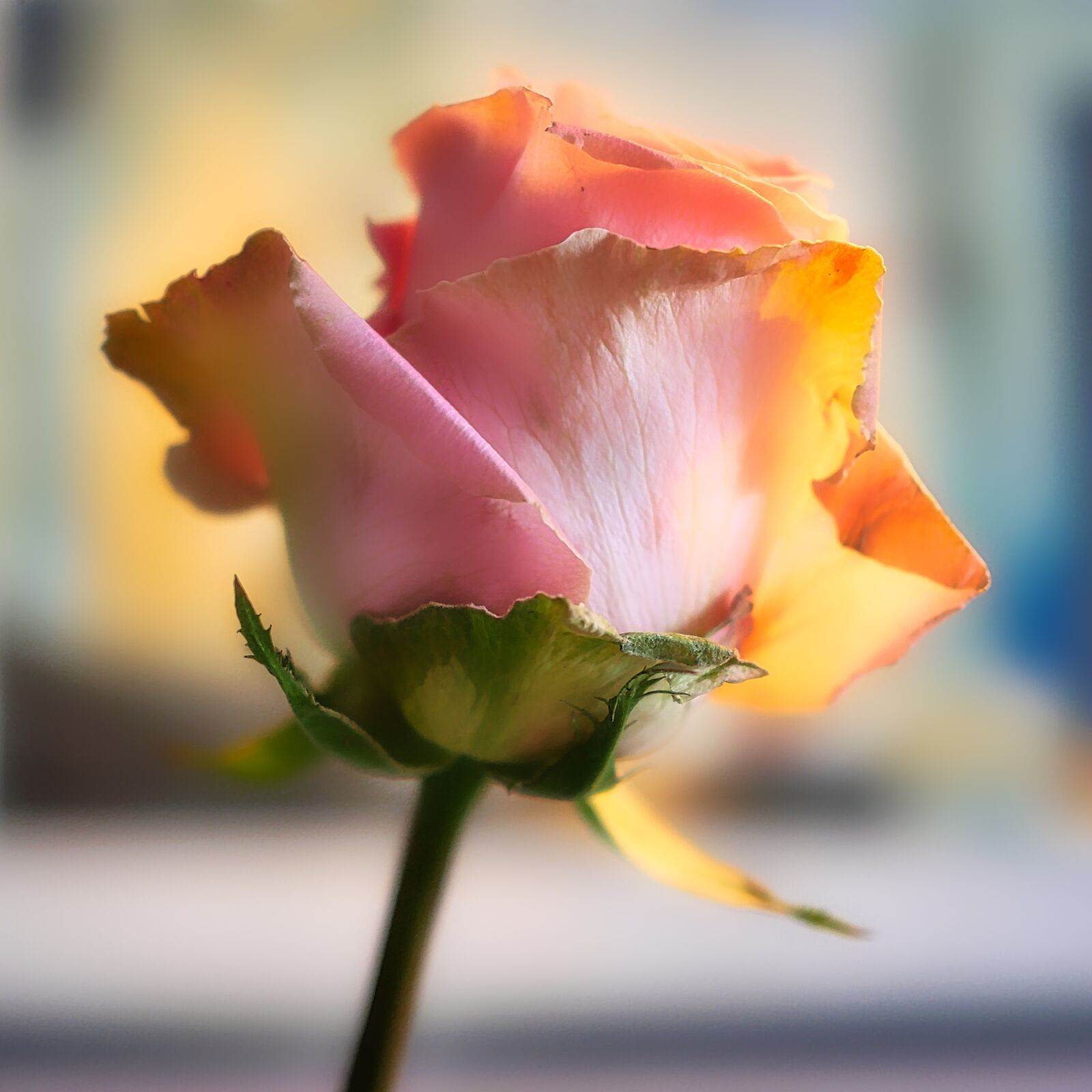 Panasonic Lumix DMC-GX8 sample photo. Rose, blossom, bloom photography