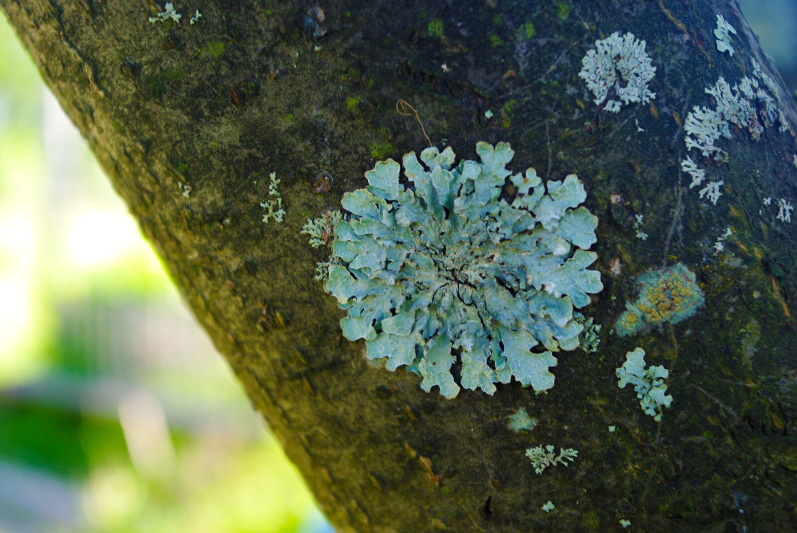 Pentax K200D sample photo. Moss, summer, light photography