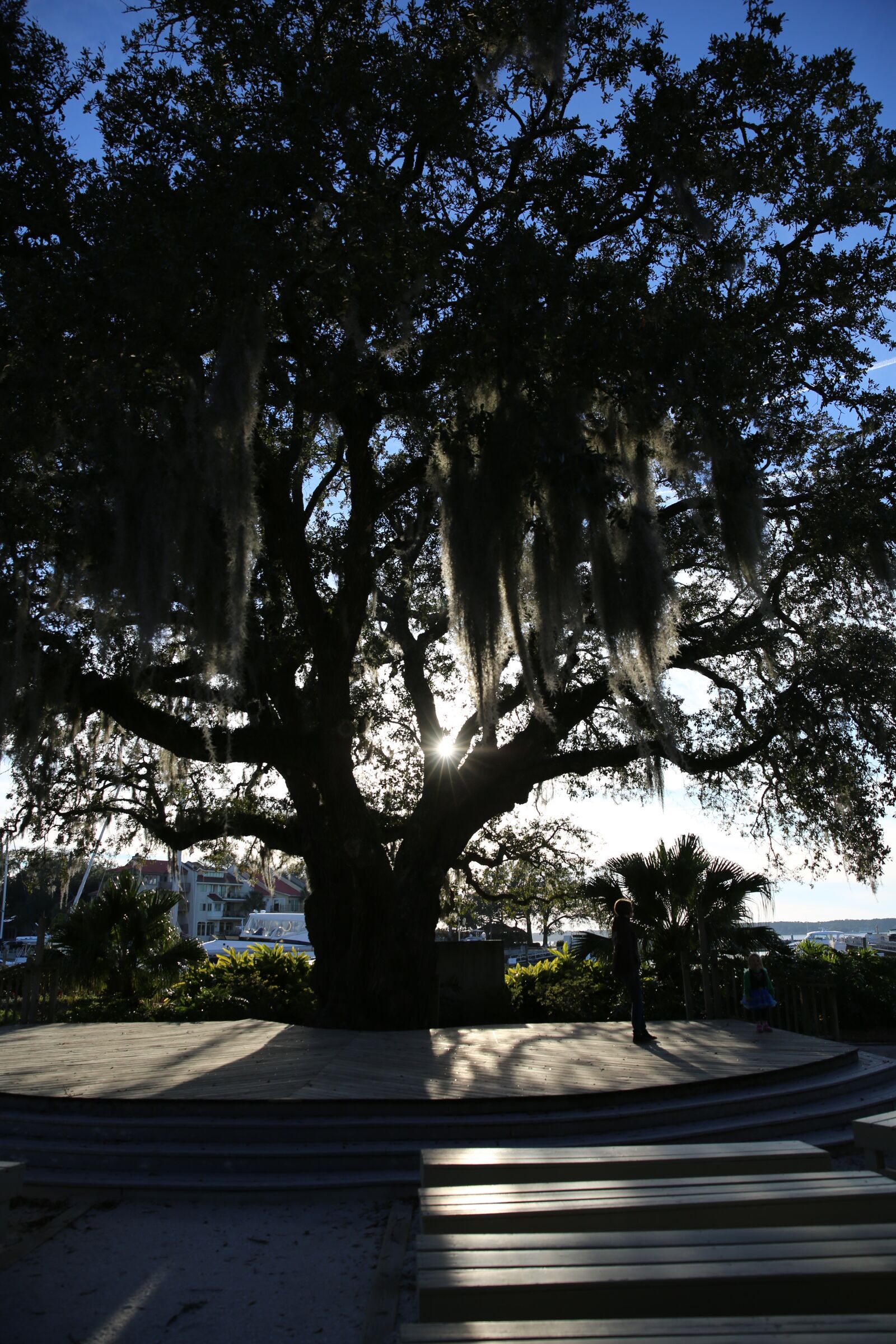 Canon EF 24-70mm F2.8L II USM sample photo. Spanish moss, liberty oak photography