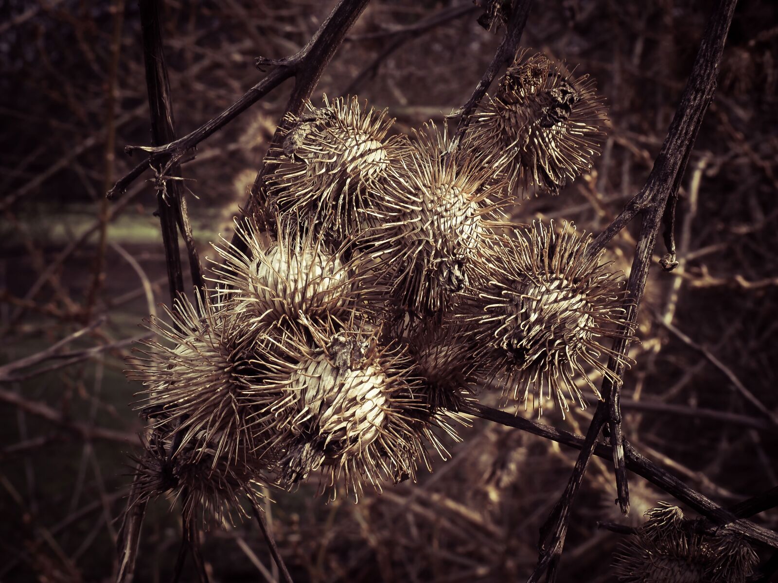 Olympus OM-D E-M10 sample photo. Thistle, plant, nature photography