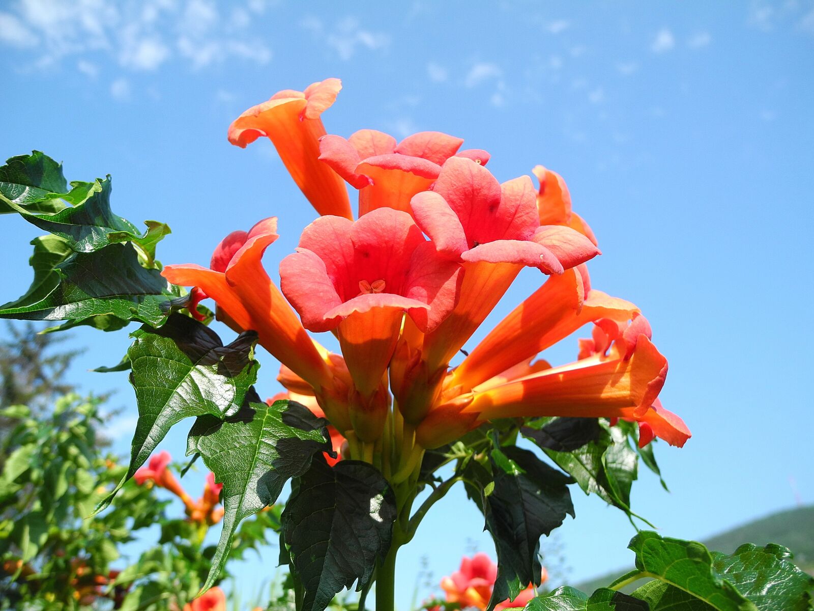 Nikon Coolpix P7000 sample photo. Trumpet folyond r, orange photography