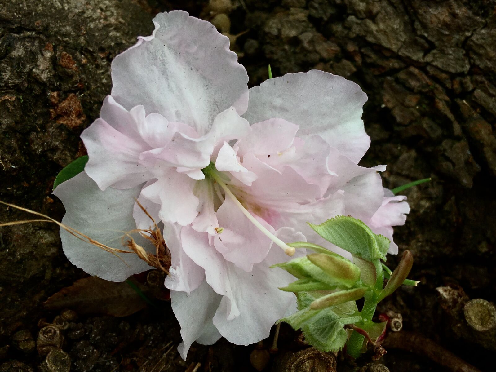 iPhone 6s Plus back camera 4.15mm f/2.2 sample photo. White flower, pistils, pistil photography