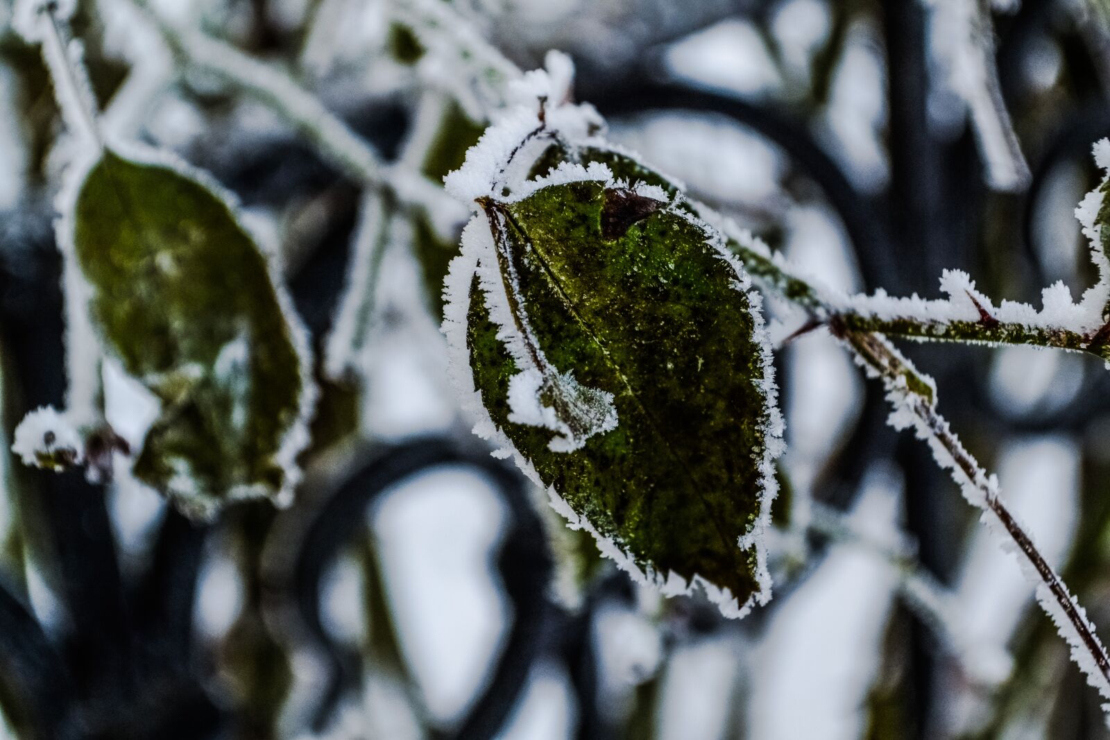 Nikon D3100 sample photo. Cold, rose, green photography