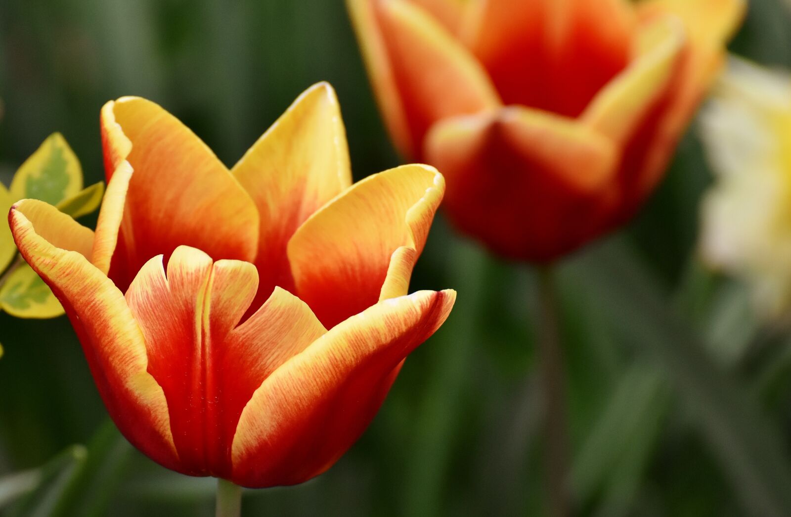 Nikon D7200 sample photo. Tulips, flowers, colorful photography