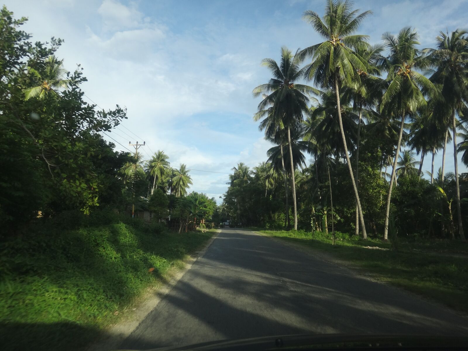 Sony DSC-TX20 sample photo. Coconut, tree, road photography