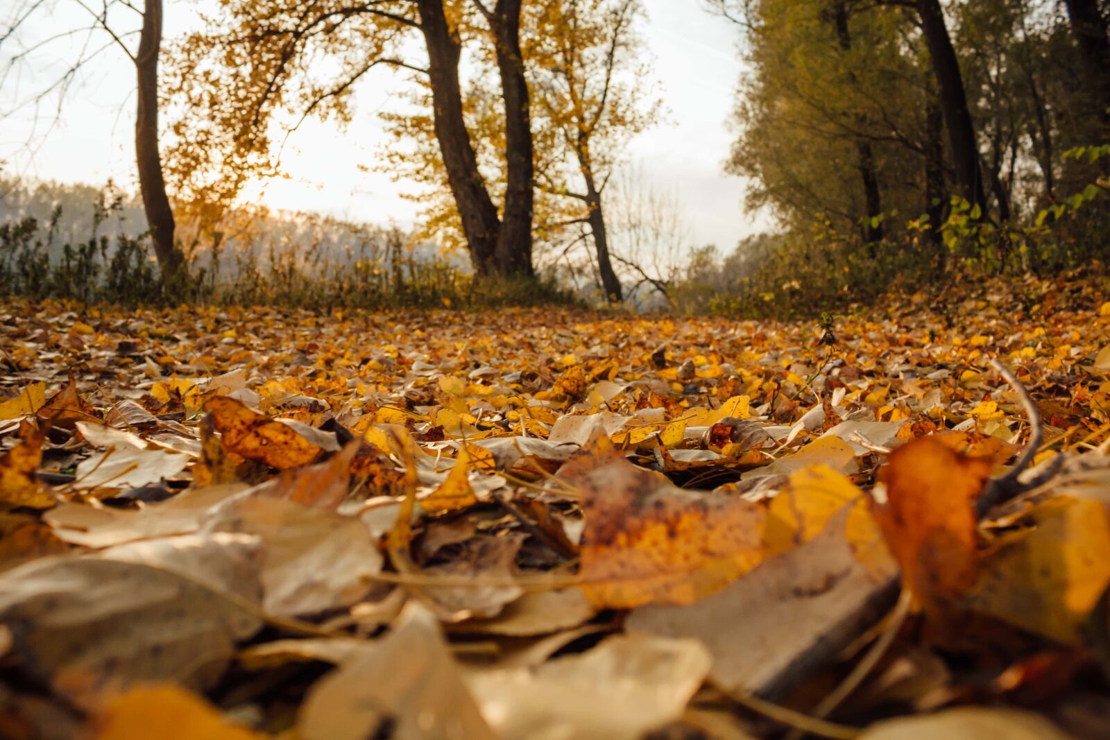 Canon EF-S 18-55mm F3.5-5.6 IS sample photo. Autumn season, poplar, yellow photography