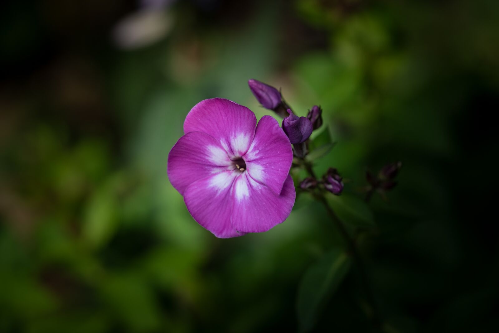Nikon D750 sample photo. Blossom, bloom, flower photography
