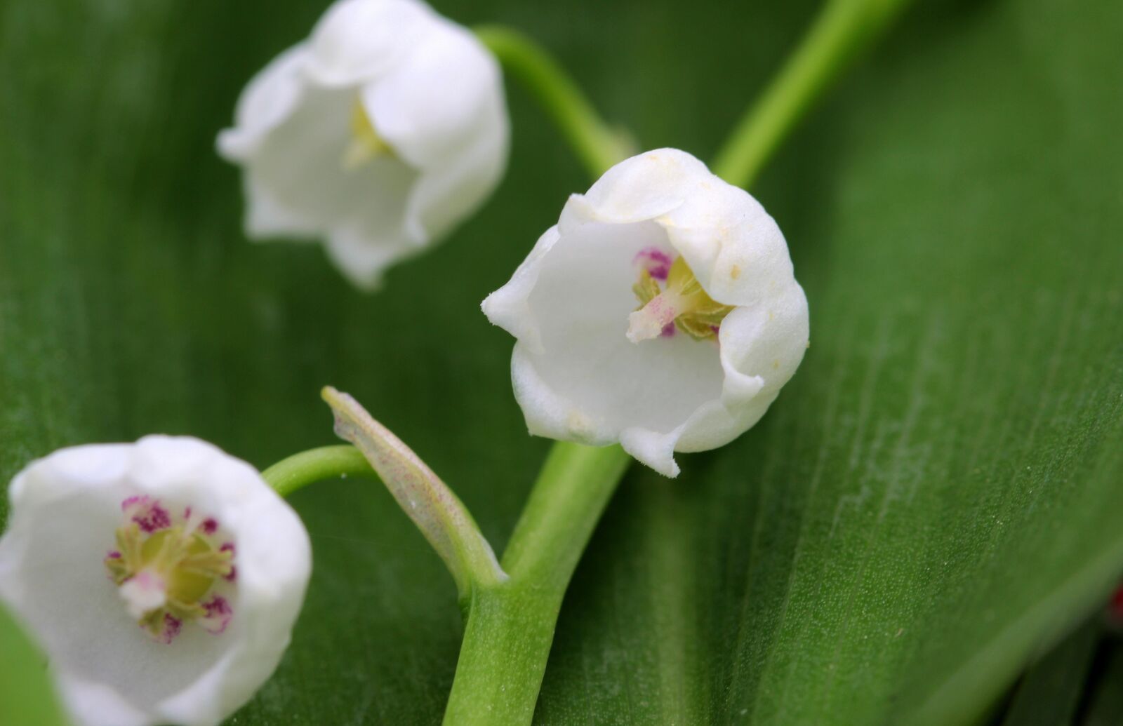Canon EOS 650D (EOS Rebel T4i / EOS Kiss X6i) sample photo. Lily of the valley photography