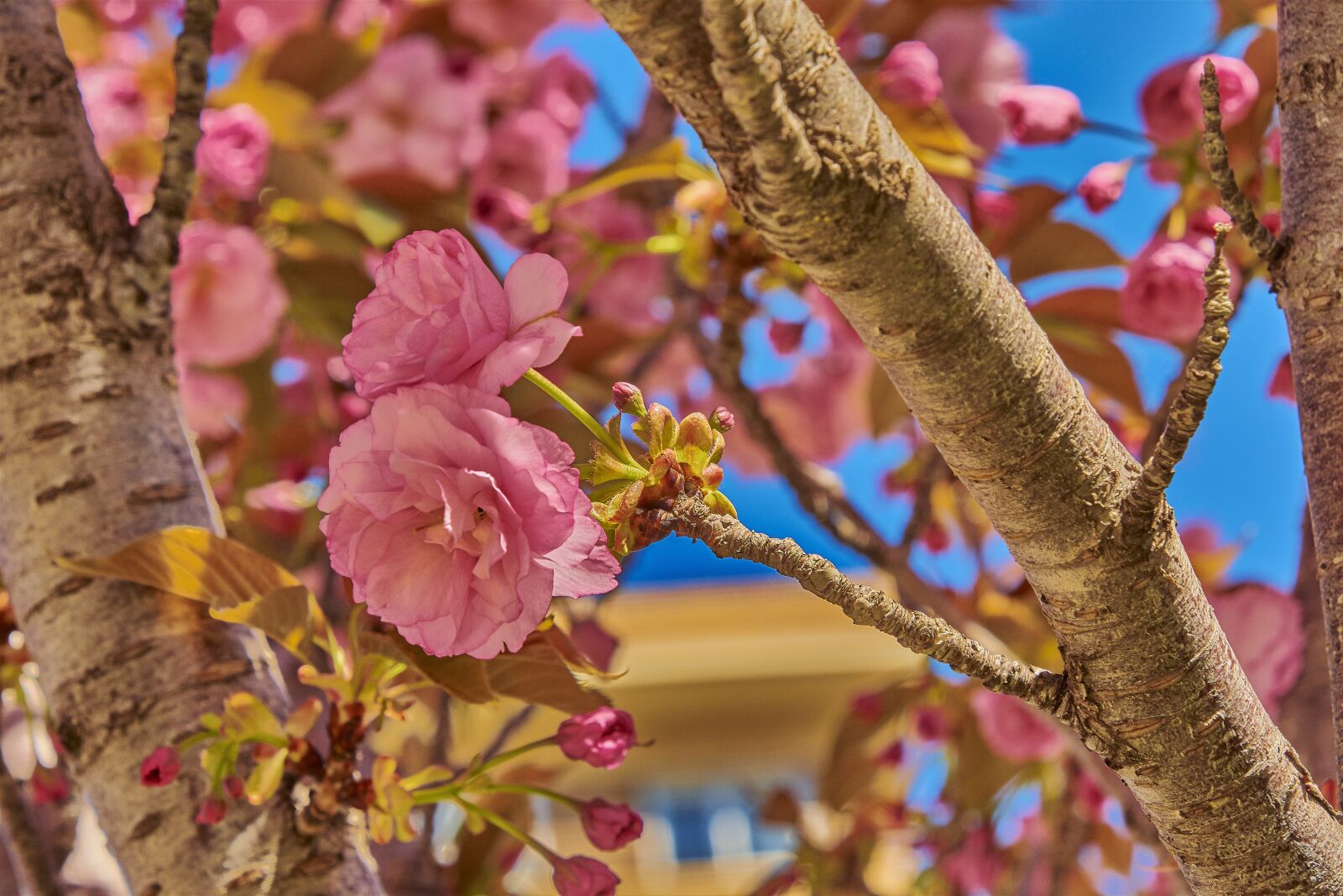 Nikon D7200 sample photo. Cherry, flower, tree photography