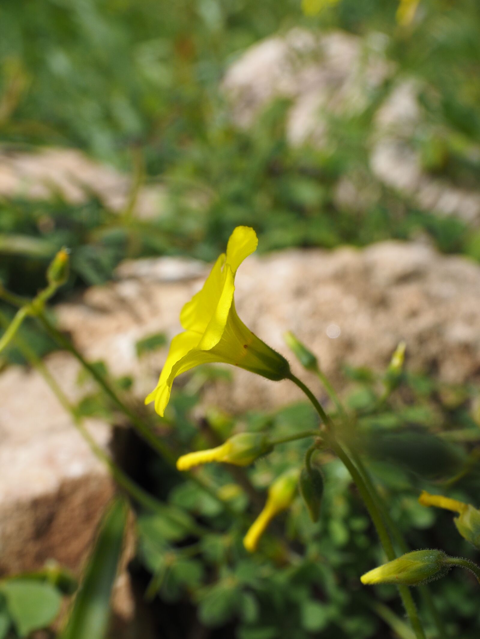 Olympus OM-D E-M1 + Olympus M.Zuiko Digital ED 12-40mm F2.8 Pro sample photo. Oxalis pes-caprae, flower, blossom photography