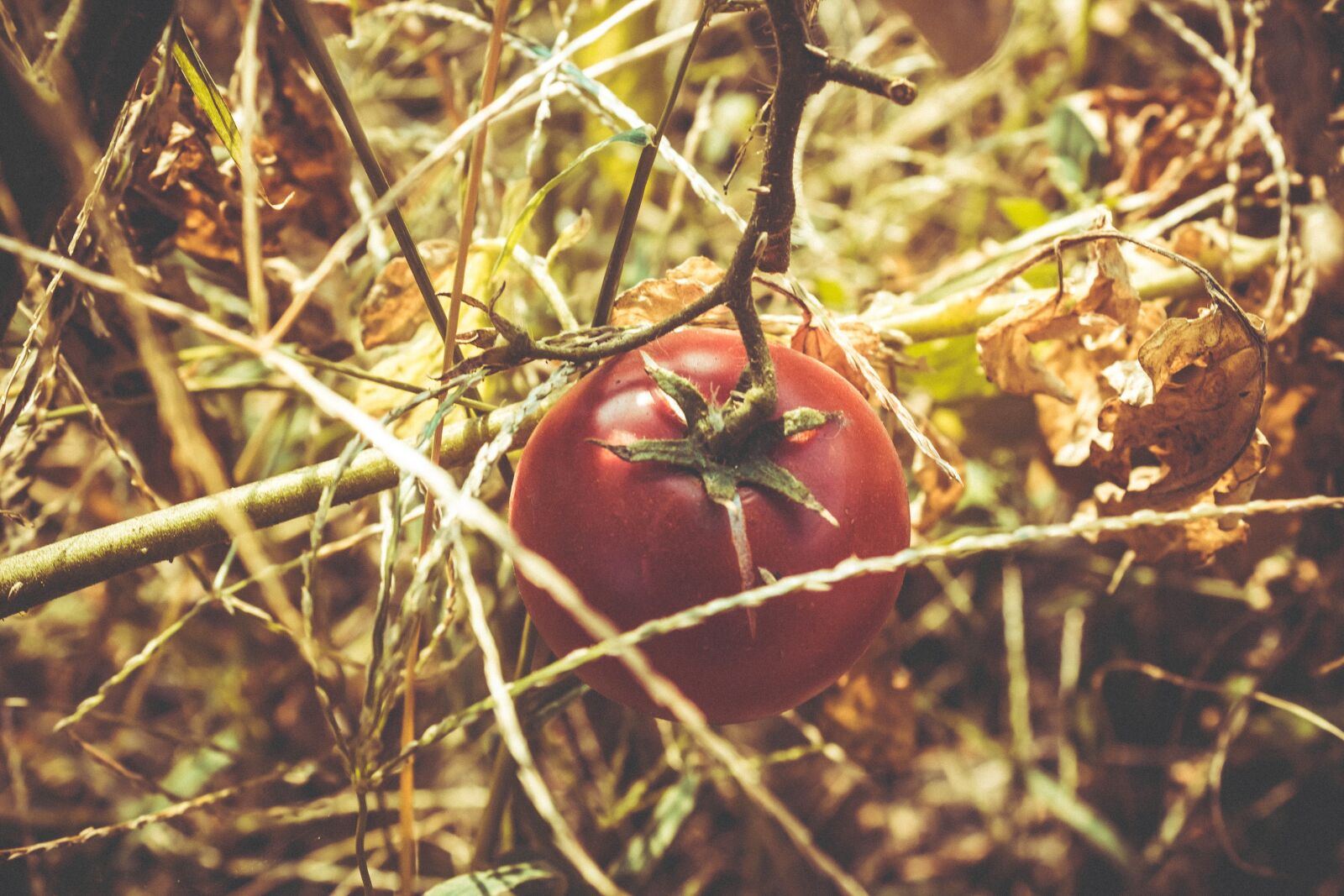 Canon EOS 600D (Rebel EOS T3i / EOS Kiss X5) sample photo. Tomato, red, vegetation photography